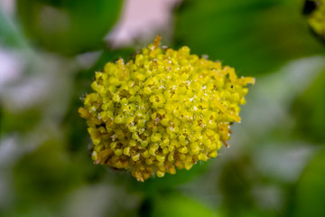 dandelion yellow flower pistil ultra macro detail