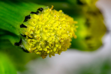 dandelion yellow flower pistil ultra macro detail