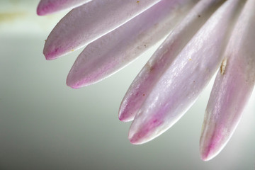 daisy flower leaf ultra macro detail