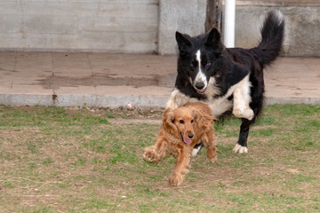 happy puppy dog cocker spaniel and border collie running