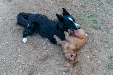 in love kissing puppy dog cocker spaniel and border collie