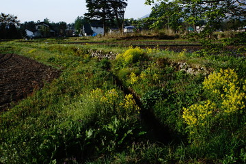 Fototapeta premium Hakuba, flowers on ridge path