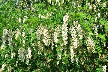 Blüten der Gewöhnlichen Robinie