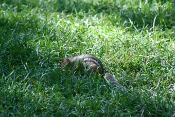 Petit tamia (suisse ou écureuil) dans l'herbe