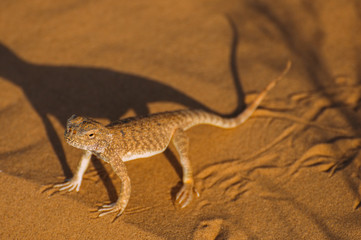 Lizard in the desert on the yellow sand. Reptile in the desert