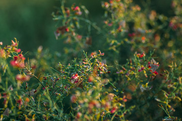 Plant Camel thorn blooms in the desert