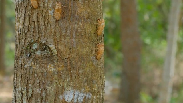 fossil or shell of cicada or insect molting on the tree in the summer. day light