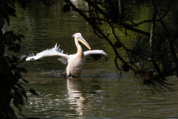 P&eacute;lican qui s'&eacute;broue