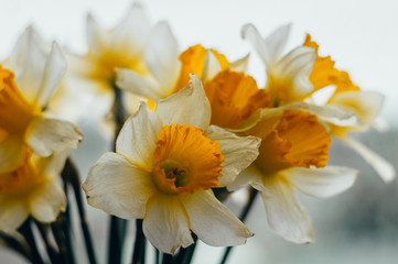 Bouquet of spring daffodils