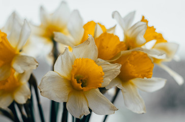 Obraz na płótnie Canvas Bouquet of spring daffodils