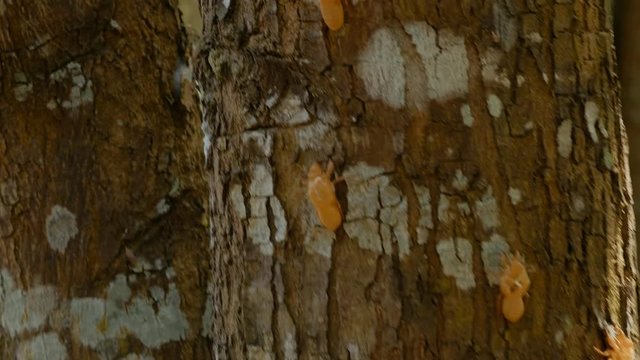 fossil or shell of cicada or insect molting on the tree in the summer. day light
