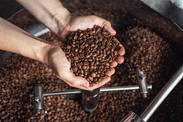 Grains of fresh coffee roasting in hands on the background of the roaster