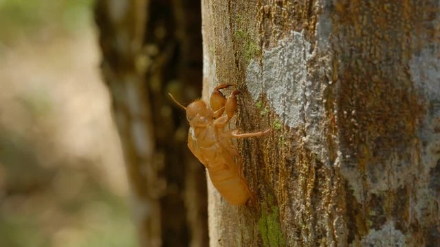 fossil or shell of cicada or insect molting on the tree in the summer. day light