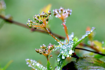 flowers and water drops
