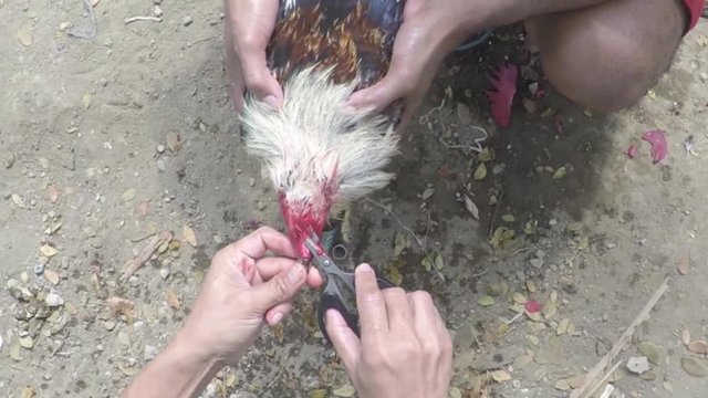 cocker trimming fighter cock's cockscomb with scissors unsanitarily without anaesthesia