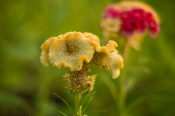 yellow cockscomb flowers