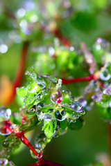flowers and water drops