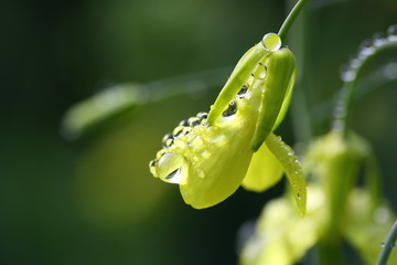 flowers and water drops