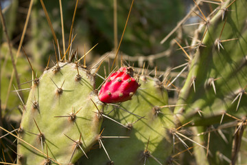 green cactus leaf with needles and a red flower close up on a blurred background of a bush