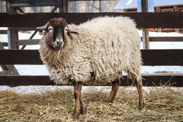 Obraz premium sheep on the farm 