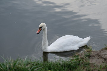 Proud mute swan and his mirror image