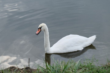 Proud mute swan and his mirror image