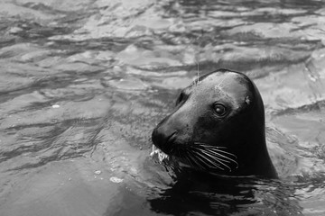 Obraz premium funny animal