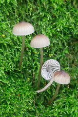 Bitter mycena, Mycena erubescens