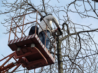 Man in winter clothes cuts off a tree branches with a chainsaw, standing on aerial work platform,...