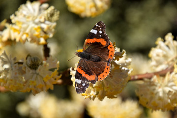 butterfly on Edgeworthia chrysantha, yellow Oriental paperbush springflower