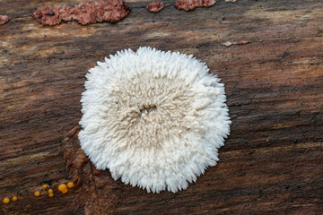 Phlebia centrifuga, a crust fungus from Finland