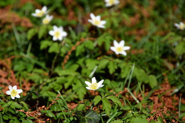 Anemone nemorosa blooms, little white springflowers 