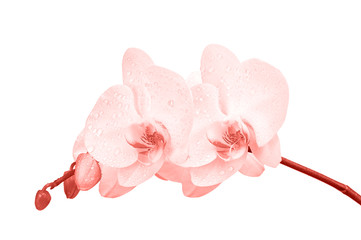 Blooming twig of orchid.