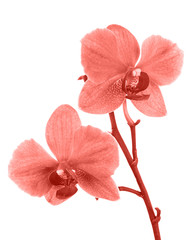 Blooming twig of orchid. - obrazy, fototapety, plakaty