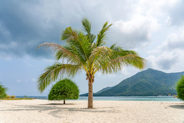 Fototapeta na wymiar Exotic palm tree on white sand beach near sea water on a cloudy day in island Koh Phangan, Thailand