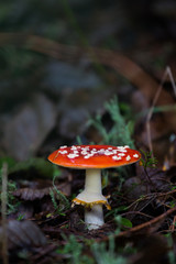 Fungus in forest