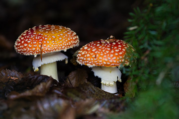 Fungus in forest