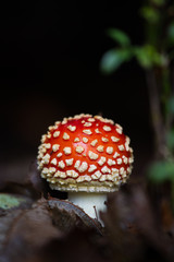 Fungus in forest