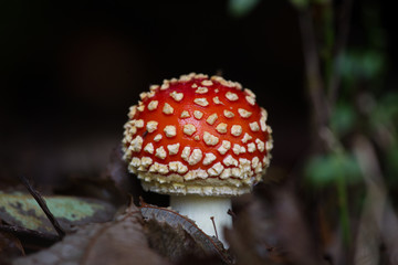 Fungus in forest