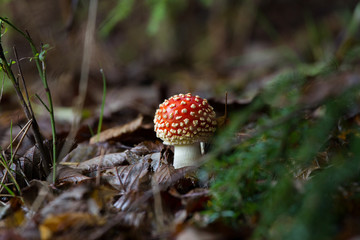 Fungus in forest