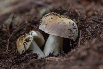 Fungus in forest