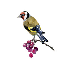 watercolor bird spring