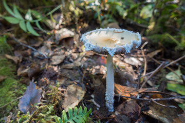 Fungus in forest