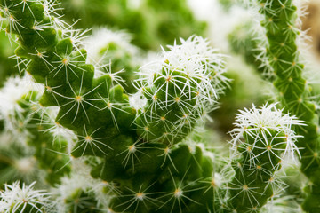 cactus with white thorns - 256161921