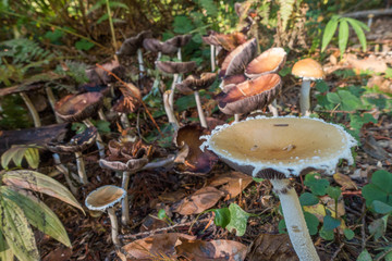 Fungus in forest