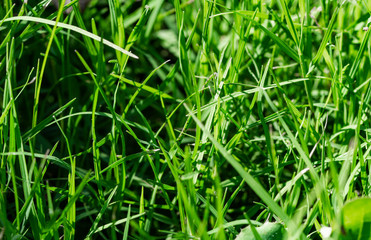 green grass in the garden under sunshine