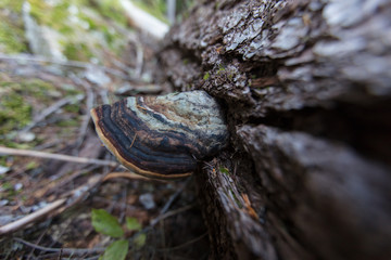 Fungus in forest