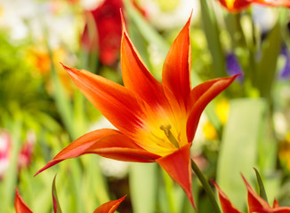 Bright orange tulip close up. Spring flowers. Tulip flower head close up