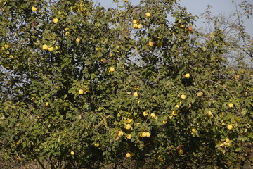 Quince fruits on the branches of tree, late autumn in the garden, late quince fruits