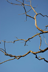 Dry branches of an old tree against a background of blue sky.
